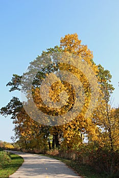 A walking path and fall landscape with a variety of trees, shrubs and tall grasses at Hastings Forest Preserve in Volo, Illinois