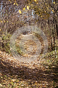 Walking Path in Forest in Autumn.