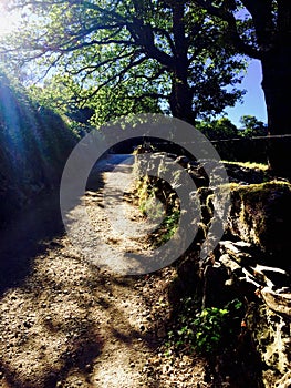 Walking through a path in a forest located in the Spanish trail. Beautiful nature all along the road. photo