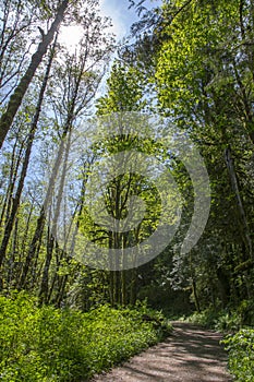 Walking path in the forest