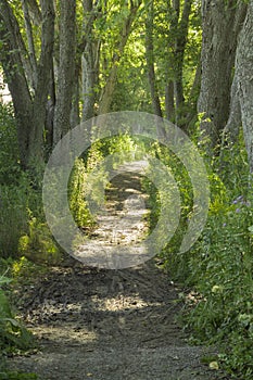 Walking path in the forest on a sunny day in the summer