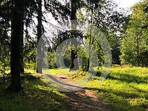 Walking path in forest surrounded by shadows of trees in sun. Sunny day, fairytale view, mysterious path. Travel concept
