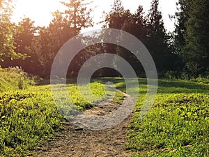 Walking path in forest surrounded by shadows of trees in sun. Sunny day, fairytale view, mysterious path. Travel concept