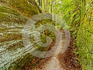 Walking Path, Forest Trail