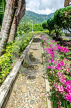 Walking path in the garden