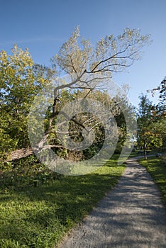 Walking path in a garden