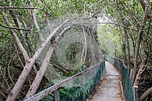 Walking path going through green leaved trees in Cocodrilario La Manzanilla, Jalisco, Mexico photo