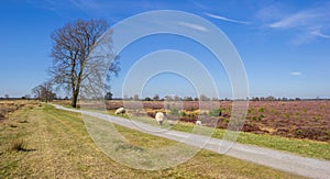 Walking path going through national park Drents-Friese Wold photo