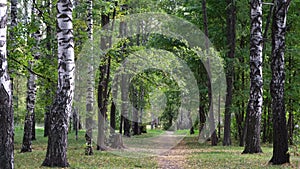 Walking path with golden leaves in autumn city park early in the morning in September