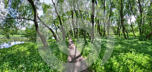 Walking path through a green deciduous forest on a sunny day. panoramic view