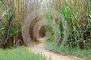 Walking Path and Grotto in Las Lagunas de Anza Wetlands photo