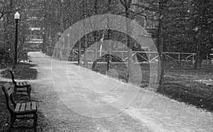 Walking path in Halifax public gardens during snow flurries.