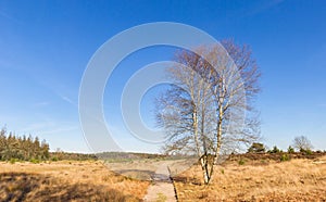 Walking path through the heather fields of Drents Friese Wold