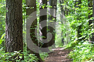 Walking path through hemlock tree forest