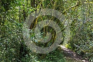 Walking path in the jungle Kenya. Kakamega Forest, Africa photo