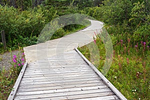 Walking path at Kathleen Lake in Yukon, Canada