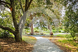 Walking path lined up with oak and eucalyptus trees in a public park in Santa Clara, South San Francisco Bay Area, California