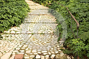 Walking path in a lush garden photo