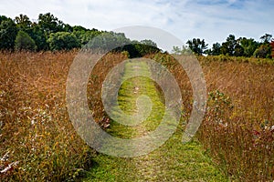 Walking path in a meadow