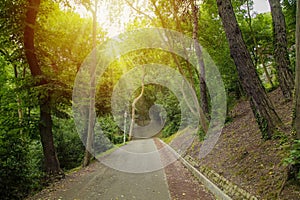 Walking path through the middle of the forest