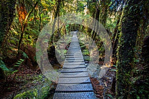 Walking path in mountain rain forest at matheson lake important