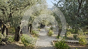 Walking path and olive trees in garden of gethsemane