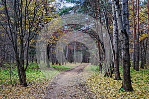 Walking path in park