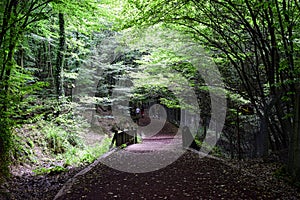 A nice walking path in the forest