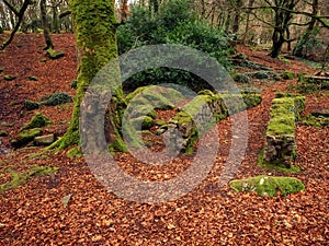 Walking path in a park with a small stone bridge, Winter autumn season, Orange leafs on the ground, Trees covered with moss