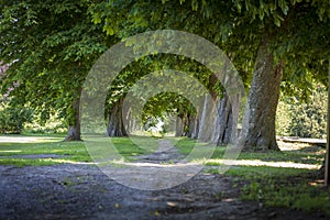 A walking path in a park with trees