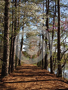 A Walking Path In A Peaceful Setting