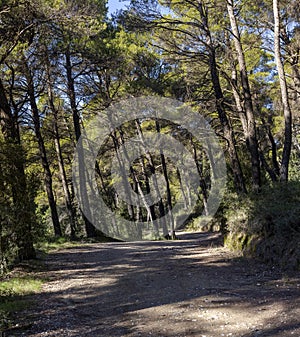 Walking path in the pine forest