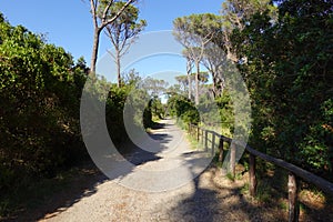 Walking path between pine tree forest in summer