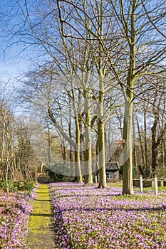 Walking path with purple crocuses in Assen