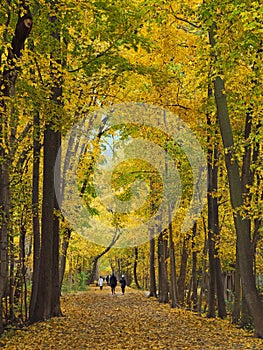 Rail to trail park with fall foliage