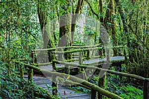 Walking Path in Rain Forest at Doi Intanon