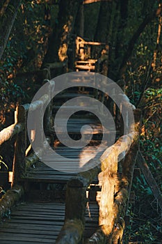 Walking Path in Rain Forest at Doi Intanon nationalpark, Chiang Mai, Thailand. Daylight, mountain