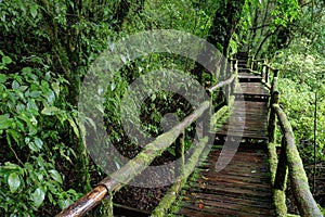 Walking Path in Rain Forest at Doi Intanon, Thailand