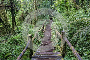 Walking Path in Rain Forest at Doi Intanon, Thailand