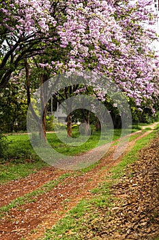 The walking path with a red lateritic soil, with a large tree, blooming purple in a row along the way, in the countryside