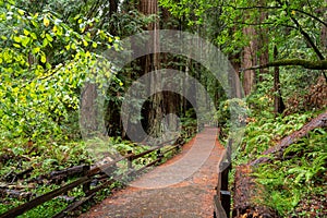 Walking path in a Redwood Forest