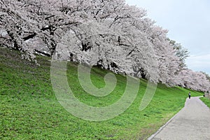 A walking path by river bank with a romantic archway of beautiful Sakura blossoms