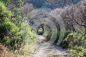 Walking path in the setting sun in the forest on the island of Sardinia in Italy