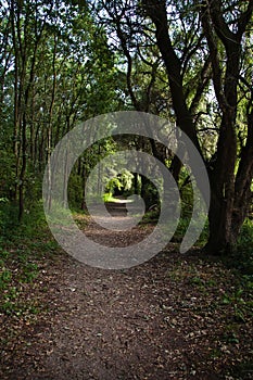Walking path in a small forest