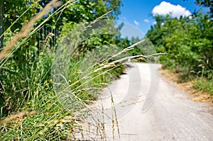 Walking path in spring