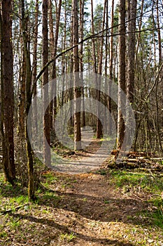 Walking path in spring pine-tree forest
