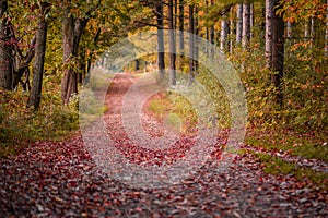 Walking path at State Park in Peak Fall Color