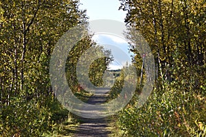 Walking path in subarctic birch forest