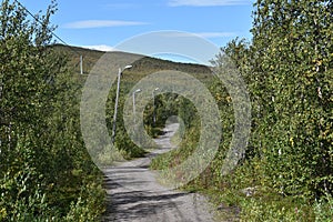Walking path in subarctic birch forest photo