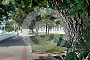 Walking Path In Summer Park With A Balustrade And Oaks. Selective focus Blured Image